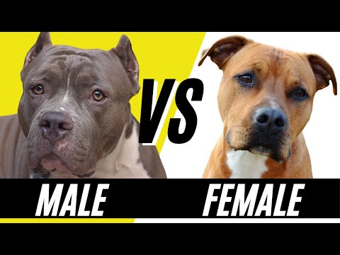 वीडियो: एक बॉक्सर कुत्ते में गर्भावस्था के दैनिक लक्षण