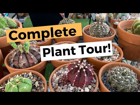 Video: Cleistocactus Tarantula Cactus - Tips til pleje af Tarantula Cactus