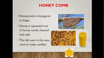 CH 5 Anita and the honey bees (Part 2) Class 4 EVS