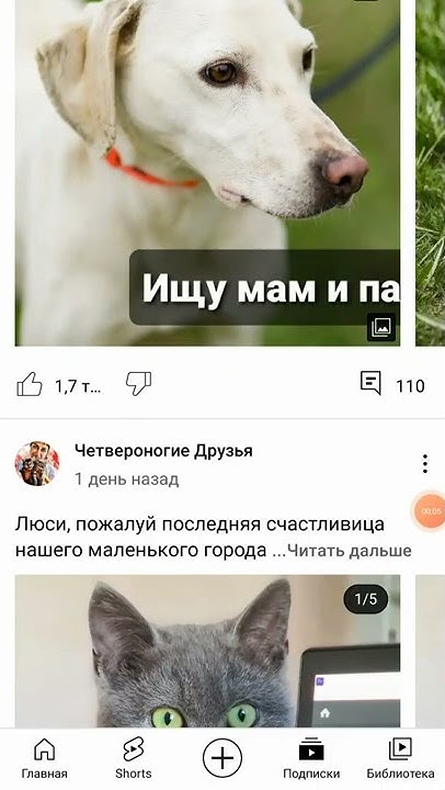 Гаяна четвероногие друзья. Четвероногие друзья гаяна дзен канал. Сколько зарабатывает гаяна гевондян с канала четвероногие друзья. Четвероногие друзья гаяна дзен канал. Гаяна четвероногие друзья.