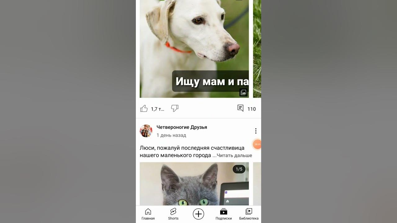 Четвероногие друзья гаяна дзен канал. Четвероногие друзья канал. Четвероногие друзья блогер гаяна. Четвероногие друзья гаяна дзен канал. Четвероногие друзья ютуб.