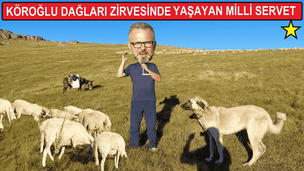 TÜRKİYENİN EN BÜYÜK DAMIZLIK BAFRA KOYUN İŞLETMESİNİ ZİYARET ETTİK !