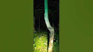 NGERI!!!! BENDA JATUH SAAT WAYANGAN DI RUMAH ANGKER BEKAS BUNDIR 