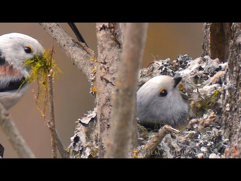 Искусный строитель гнезда - ополовник или синица длиннохвостая | Film Studio Aves