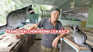 TUẤN VỸ TV# CHIA SẺ CÁCH LÀM GIÀU BẰNG VIỆC NUÔI (CHỒN HƯƠNG) CỦA BÁC 8