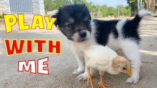Two puppy brothers playing with chicks by Home Pet 1,000 views 1 year ago 3 minutes, 57 seconds