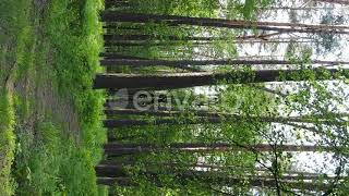 Vertical Video of a Forest with Pine Trees / Videohive, Stock footage, Nature
