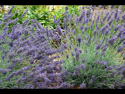 Vidéo: Qu'est-ce que la lavande Hidcote ? Apprenez à cultiver la lavande Hidcote dans les jardins