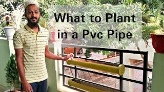 What to grow in a Pvc Pipe? we had asked you guys for suggestions about what to grow in this pipe and i got a good response from 