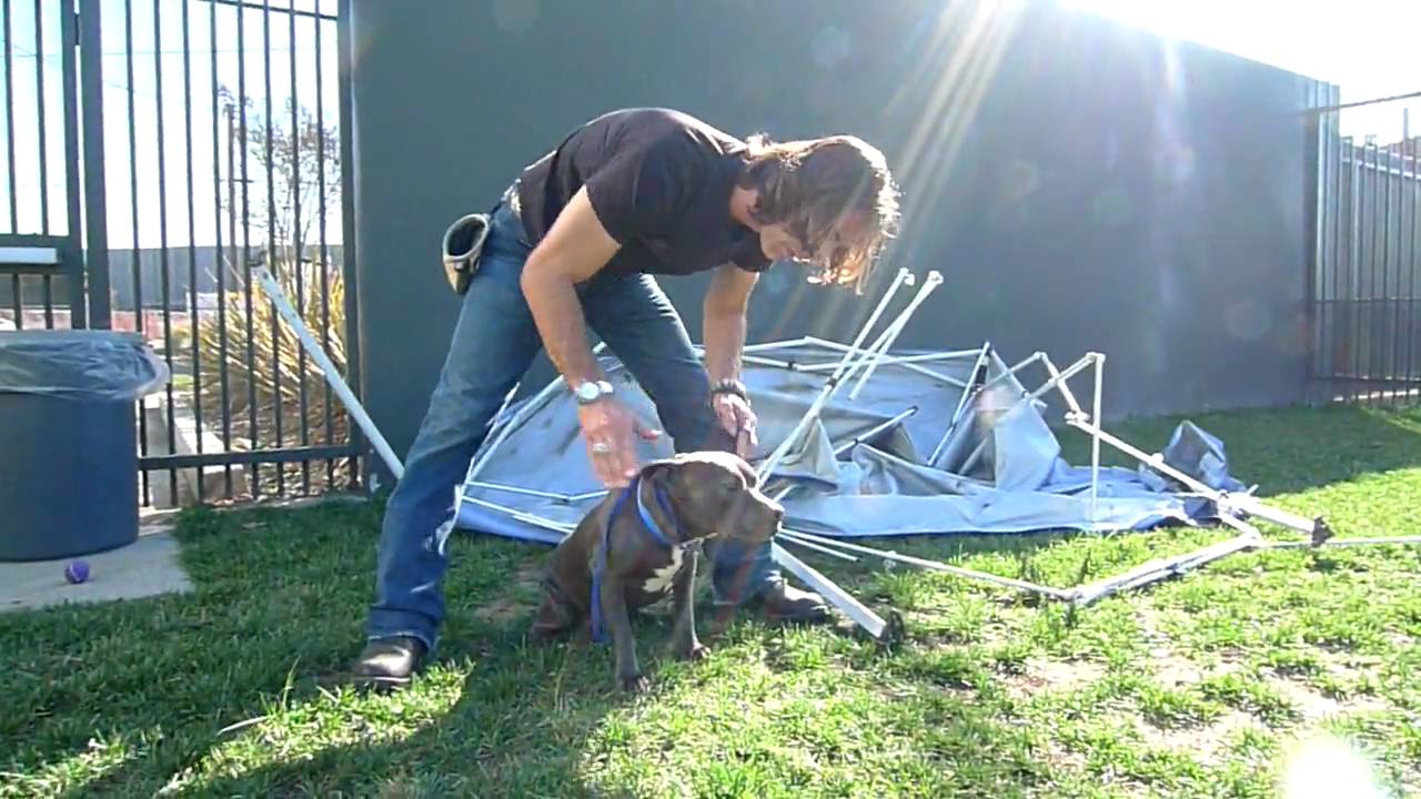 rescue dogs rock nyc Sasha - Bound Angels Shelter Video Program