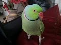 Coco the Talking Indian Ringneck Parakeet (Parrot) Talking, Kissing and being Cute