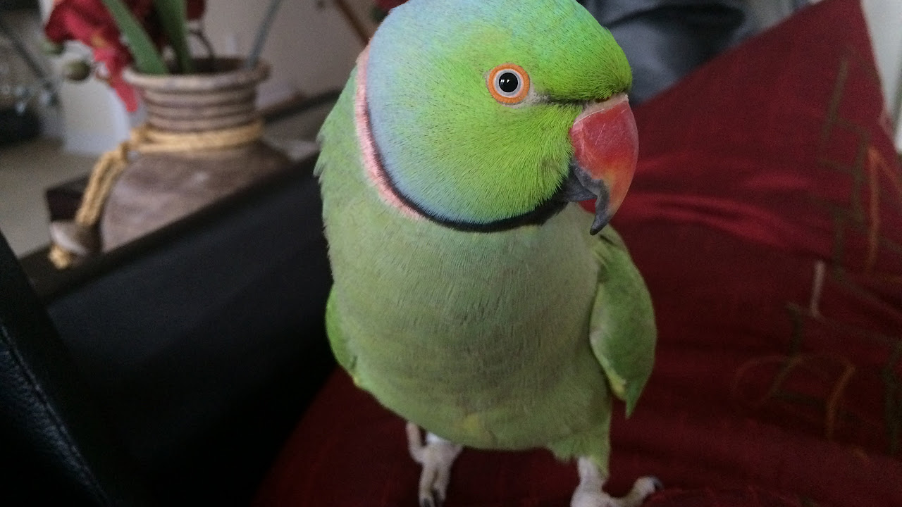 Coco the Talking Indian Ringneck Parakeet Parrot Talking Kissing and being Cute