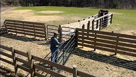 Perfect system for working a small herd of cattle. The Bud Box
