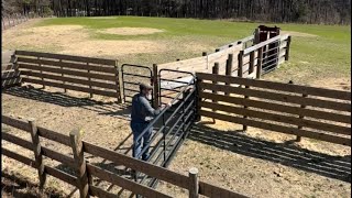 Perfect system for working a small herd of cattle. The Bud Box