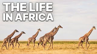 THE LIFE IN AFRICA | WILDLIFE DOCUMENTARY | CRADLE OF HUMANITY