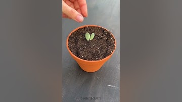 Cactus Growth Hack: The Right Way to Trim It 🌵💡 #5minutebeat #cactus #plants