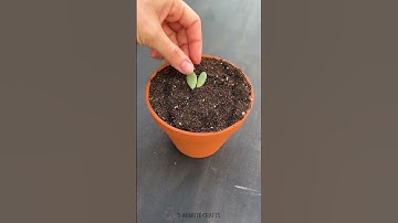 Cactus Growth Hack: The Right Way to Trim It 🌵💡 #5minutebeat #cactus #plants