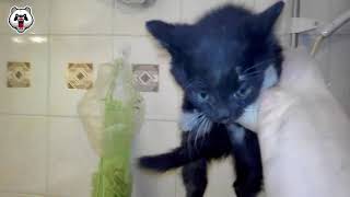 Cat Rescue Compilation (Real Life Heroes)