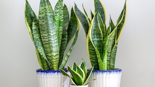 Issues You Should Know About Before Growing Snake Plants