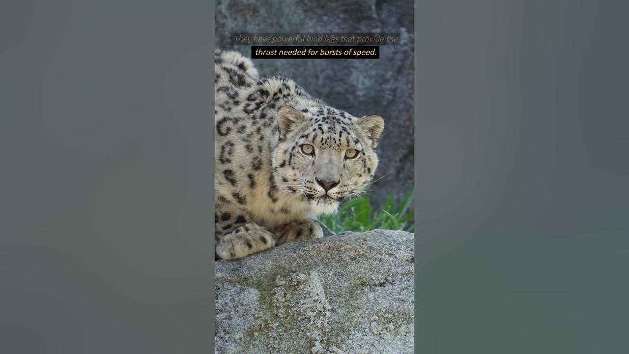 How Fast Can Snow Leopards Run? shorts leopards howfast shortsfeed