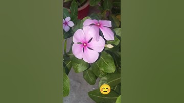 lab assistant study vlogs. subscribe for more study video #music