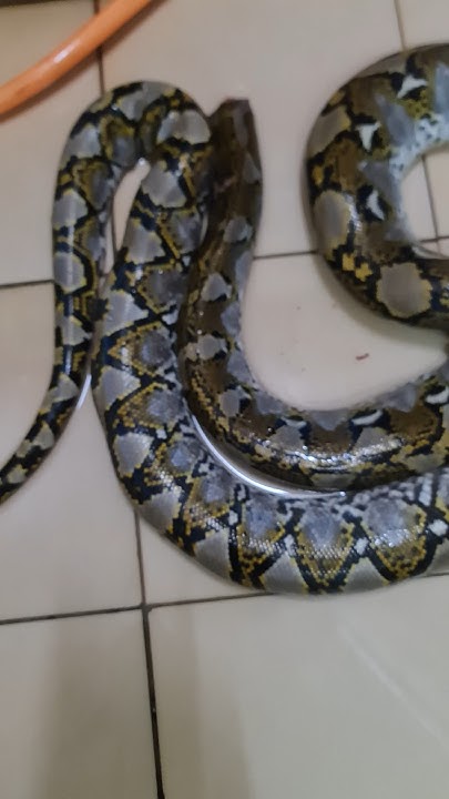 ULAR SAWA MONSTER!!! #python #wildlife #animals #shorts #viralvideo ...