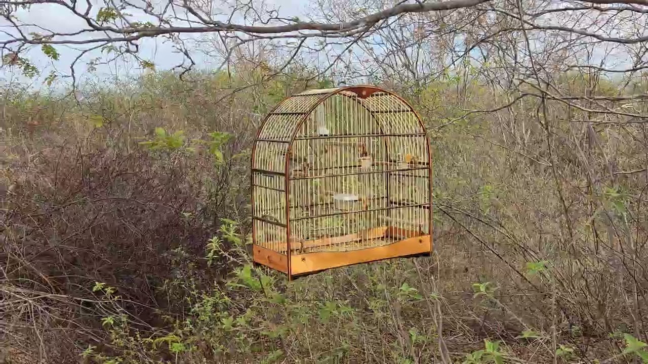 15 de fevereiro de 2026