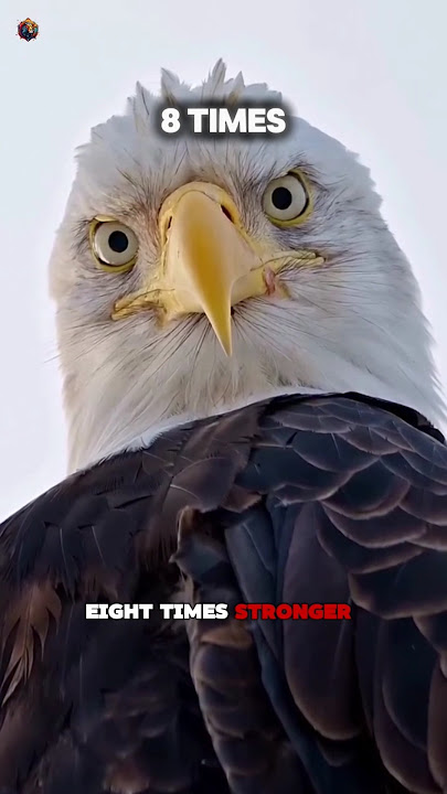 How Powerful Are Eagle Eyes Actually