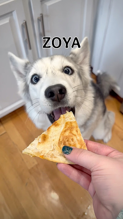 Rating my dogs’ ability to take a “small bite.”
