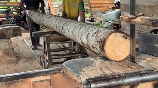 Coconut Tree Becomes 2x20 Beam Fast Process Using Sawmill