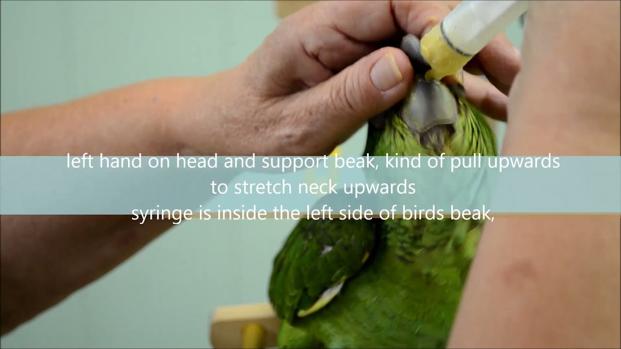 Handfeeding Post Weaned Baby Parrots