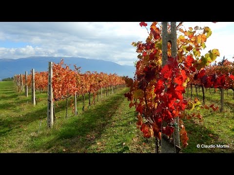 MONTEFALCO LE VIGNE
