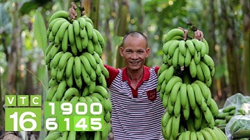 Kỹ thuật trồng chuối tiêu hồng nuôi cấy mô I VTC16