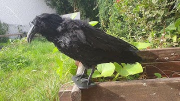 Animatronic Raven by robbysprops.com