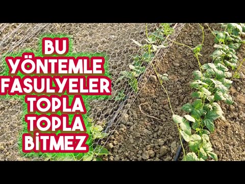 Video: Siyah Etiyopya Domates Bilgileri - Siyah Etiyopya Domateslerinin Bakımını Öğrenin