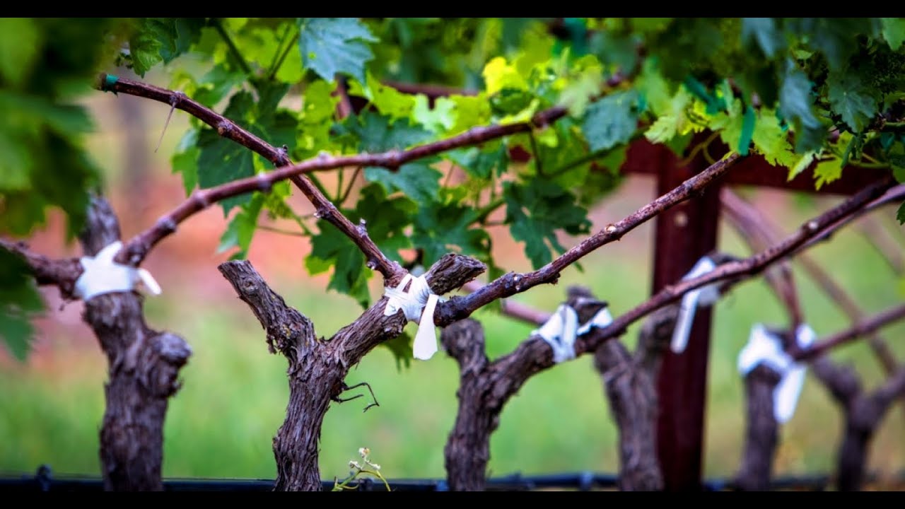 Fifth Sunday of Easter 2021 I am The Vine, My Father is the Vine