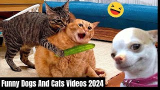 Funny Dogs And Cats Videos 2024 | Naughty pets funniest videos | funny pets animals|Funniest Animals