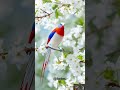 Feather Of Fantasy A Journey Through Gorgeous Bird Nature Birdslover Oiseau Animals Shorts Feather Of Fantasy A Journey Through Gorgeous Bird Nature Birdslover Oiseau Animals Shorts