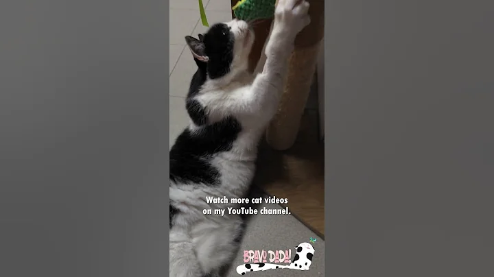 Video 9808501: british shorthair cross, british shorthair black, white british shorthair, cats catplaying, cat playing toys, cute cat