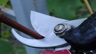 Обрезка малолетнего куста винограда для "чайников". Pruning a young bush of grapes for "dummies"