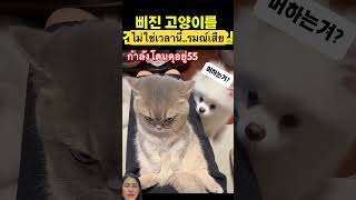 เล่นให้ถูกเวลานะเพื่อน #cat #shortvideo #smilesmile #pets #funny #animals #youtubeshorts #green