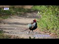 あなたの心に(歌用カラオケです)