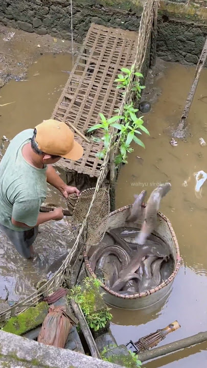 Borong lele jumbo buat pemancingan ‼️ #mancing #ikanlele #wahyusirebut