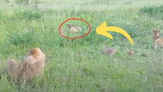 Lion Cubs Melt Hearts With Their Emotional Reunion With Their Missing Mama by CreepyWorld 653 views 9 days ago 3 minutes, 23 seconds