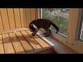 кот Дымок на балконе