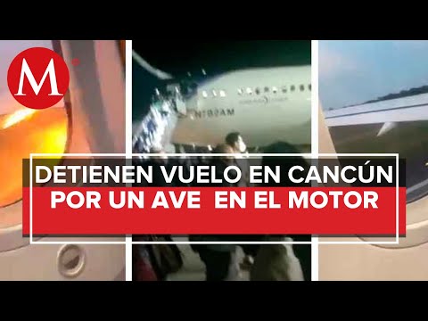 Video: Ave provoca accidente en avión de Aeroméxico