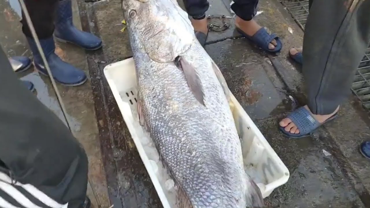 Big catch fishing in the deep sea with big boat amazing | Offshore Fishing | Part 18