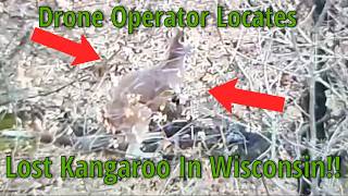 Once In A Lifetime Experience Of Locating A Lost Kangaroo!!