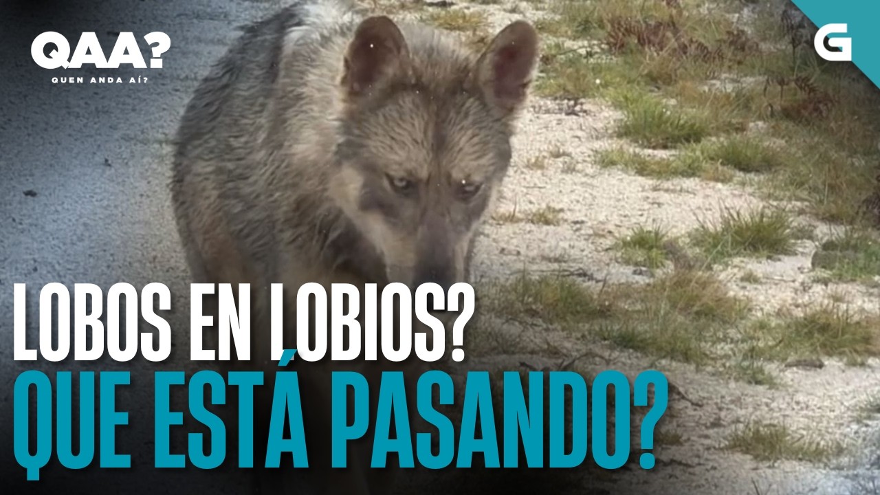 🐺LOBOS en LOBIOS? Que está PASANDO? | QUEN ANDA AÍ?