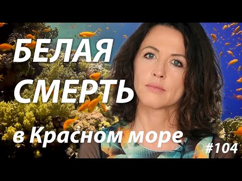 видео: Белая смерть в Красном море: почему выцветают кораллы